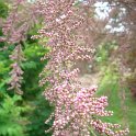 Tamarix parviflora